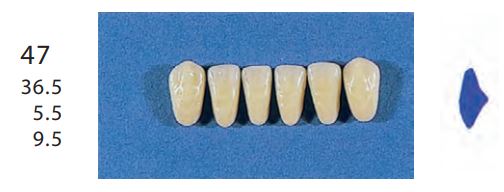 47-D3L ANTERIOR SENATOR TEETH | Oraltec